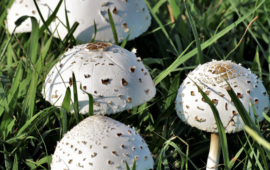 Amanita Mushroom Poisoning